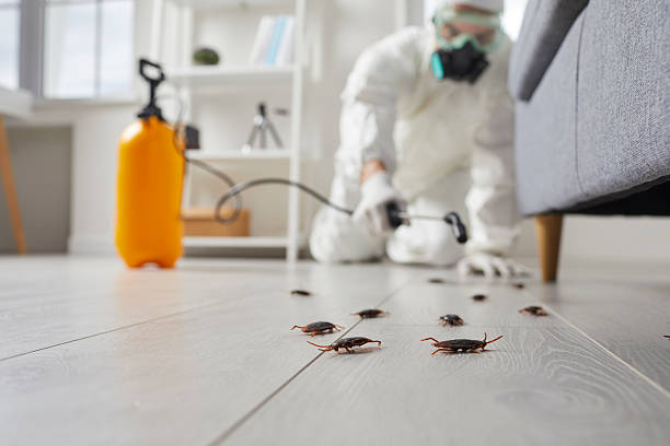 Post-Treatment Bed Bug Interceptor Monitoring in Sultana